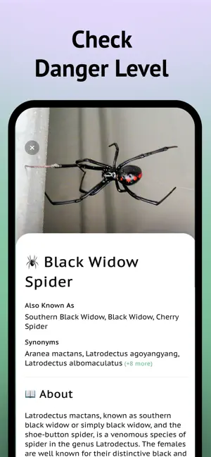 Spider Identifier App screenshot 4