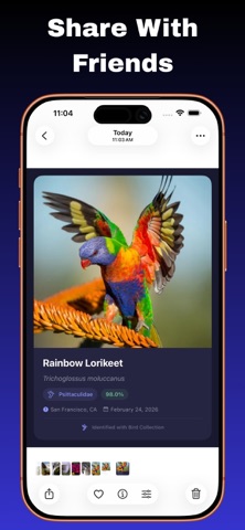 Bird Collection: AI识鸟 screenshot