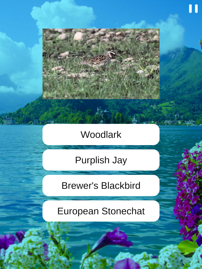 Birds Quiz and Learn