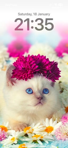 Cat Wallpapers Cute Screenshot 4 of 6