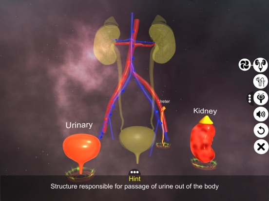 Screenshot #6 pour Urinary System Physiology