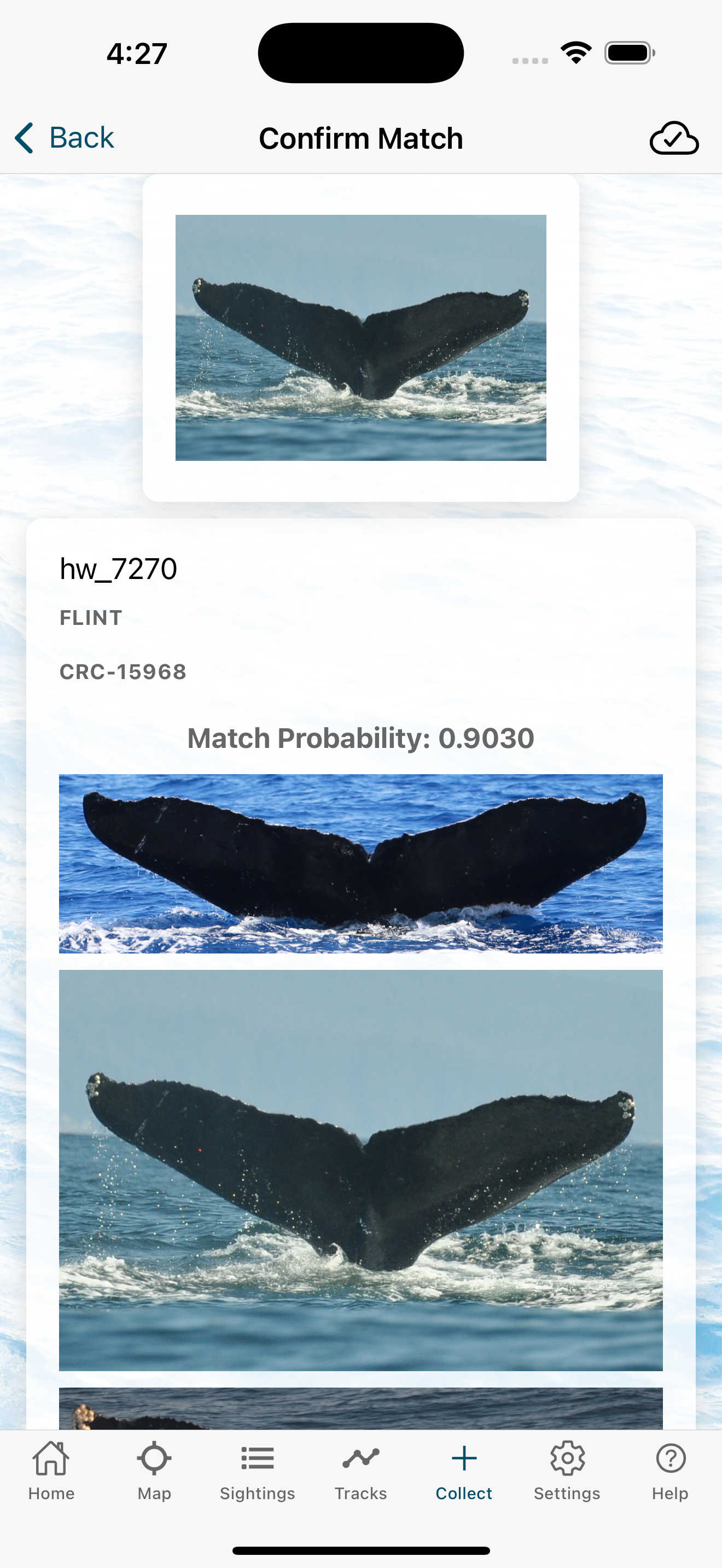 Whale and Dolphin Tracker
