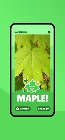Maybe Maple Screenshot 4 of 4