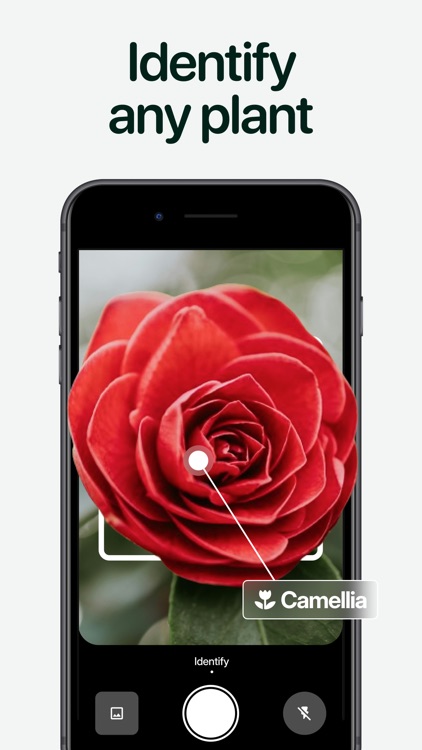 Planto: Plant Identifier