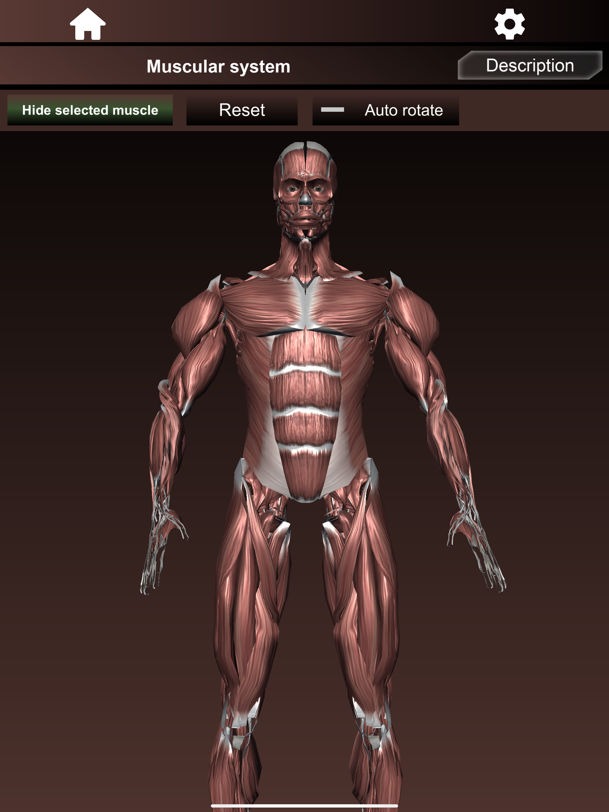 Muscular System 3D (anatomy)