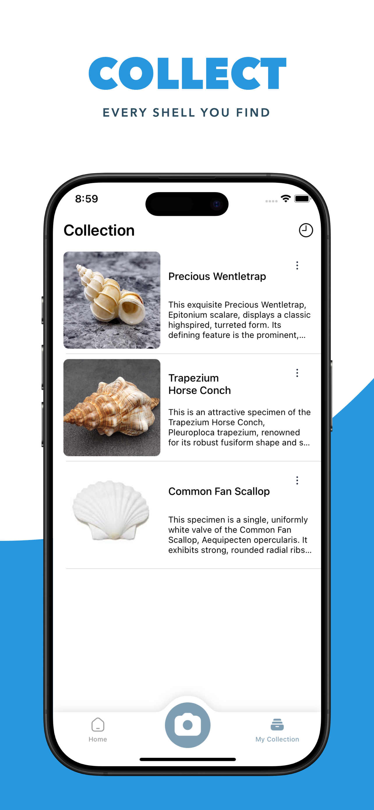Sea Shell Identifier Finder screenshot 4
