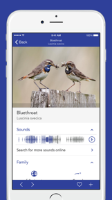 iKnow Birds LITE screenshot