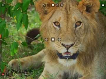 Slow Motion Animals 4K iPad screenshot