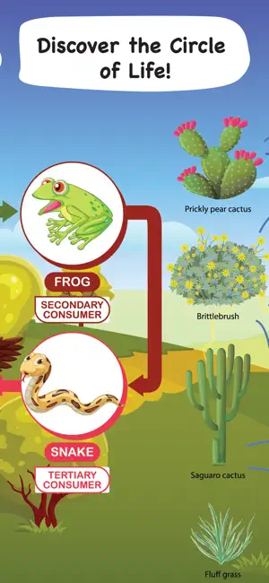 Learn Food Chain: Food Web Kid screenshot 2