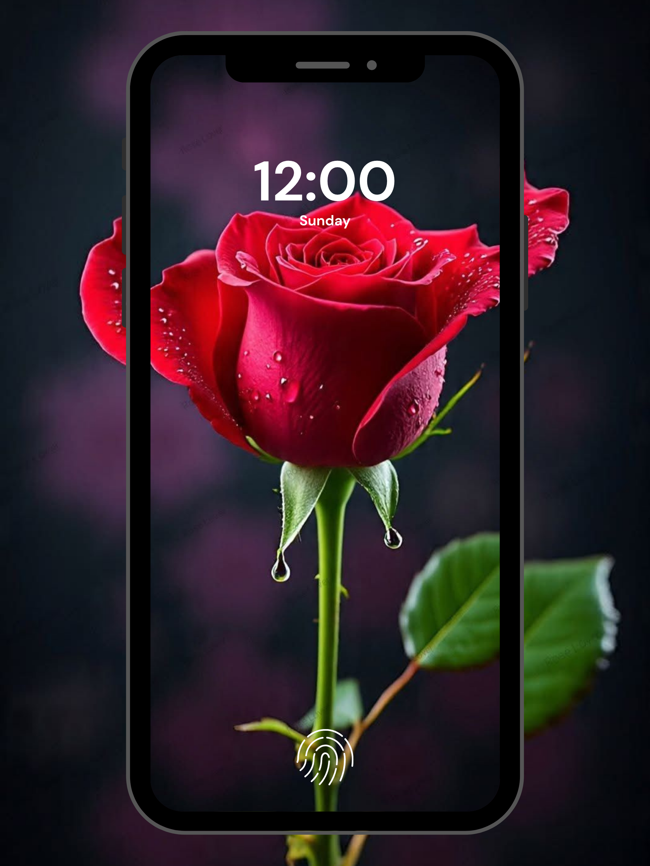 Rose Flower Wallpapers: Floral