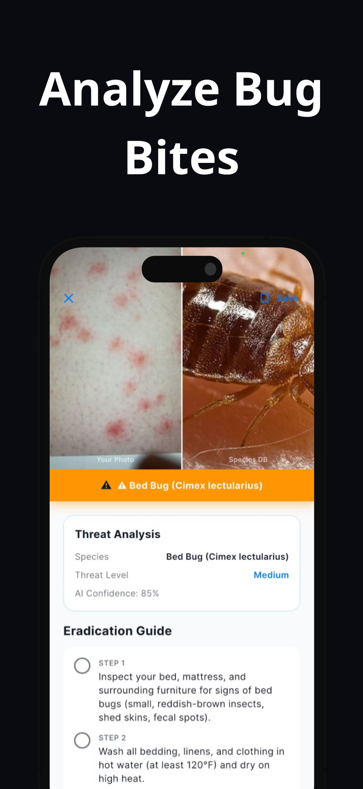 Bug Identifier: Bed Bug, Pest