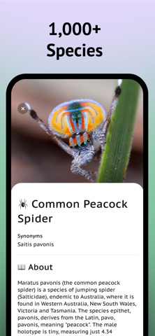 Spider Identifier App Screenshot 5 of 7
