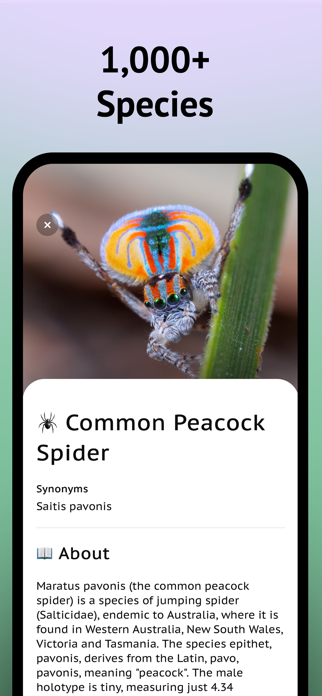 Spider Identifier App Screenshot 5 of 7