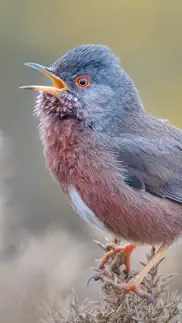 merlin bird id par cornell lab iPhone Captures Décran 2