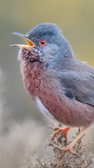 Capture d'écran de Merlin Bird ID Par Cornell Lab sur iPhone 2
