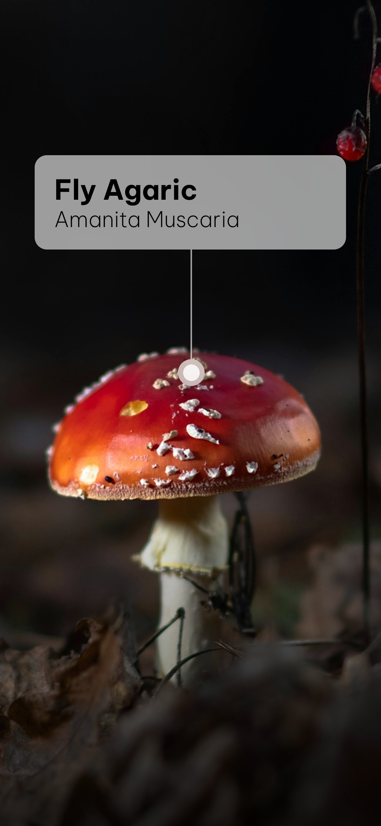Mushroom Identifier: Scan & ID screenshot 2