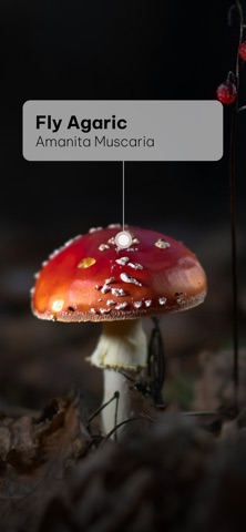 Mushroom Identifier: Scan & ID screenshot
