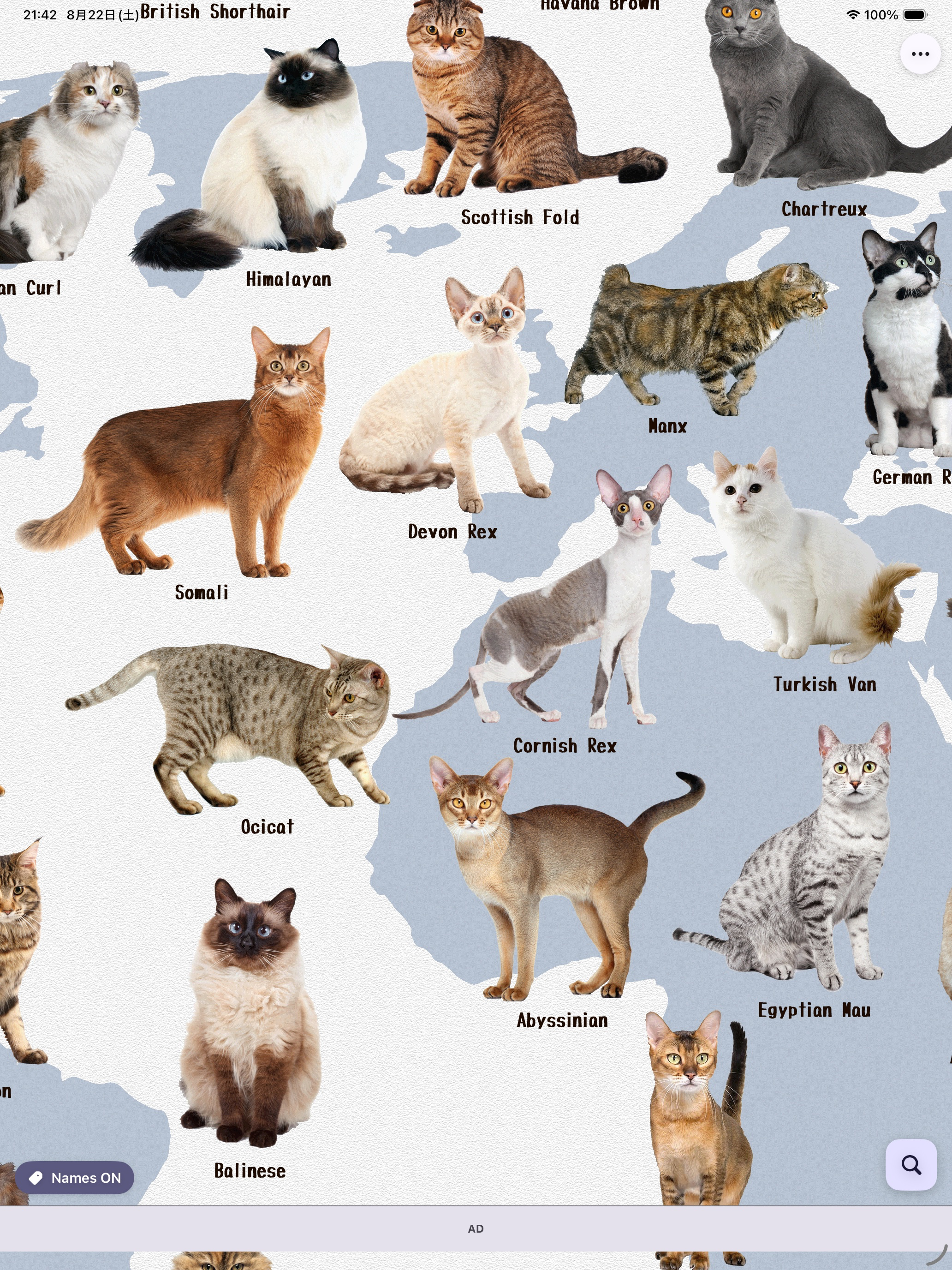 Cat's Family screenshot 7