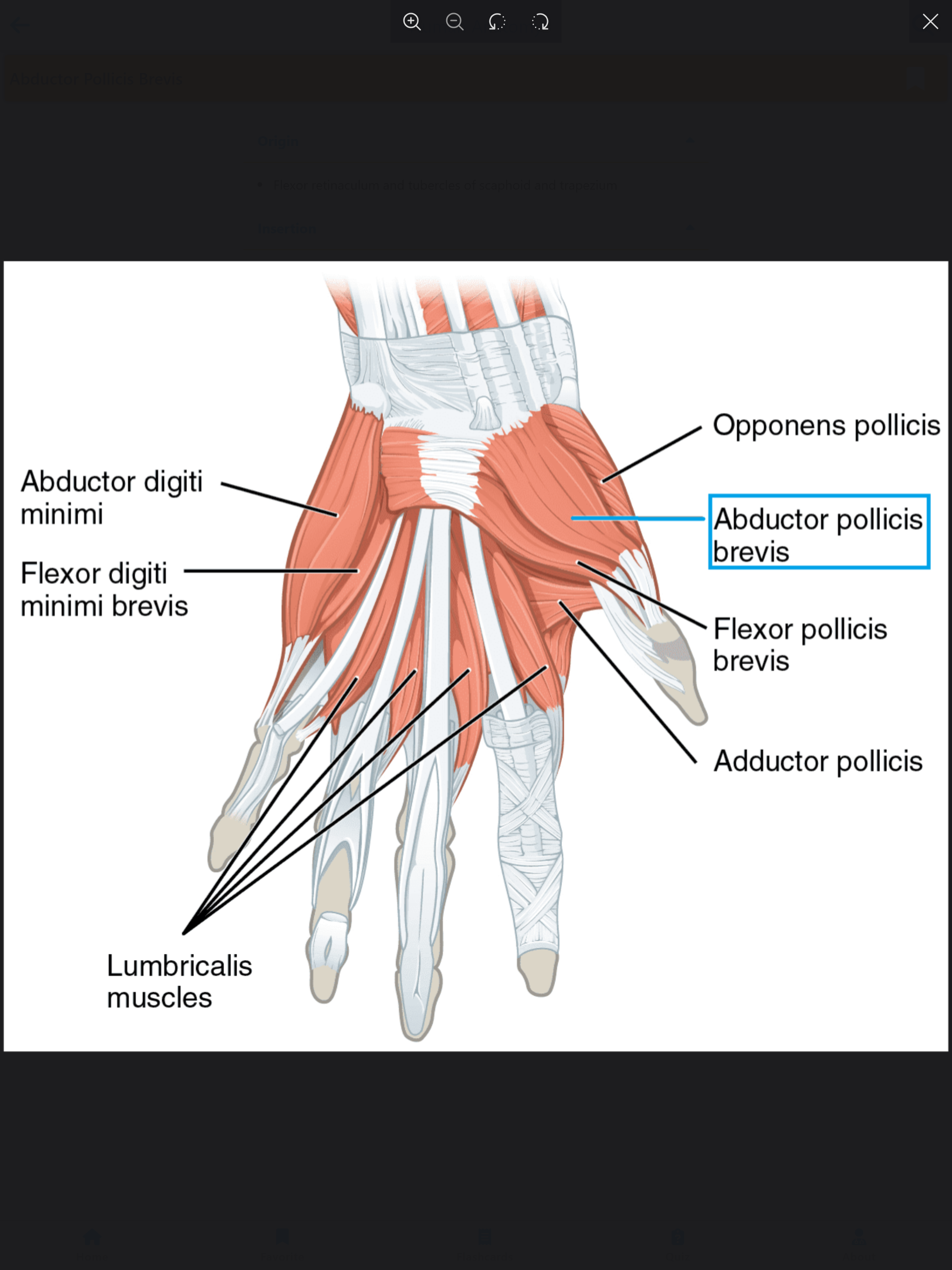 Learn Muscles Anatomy
