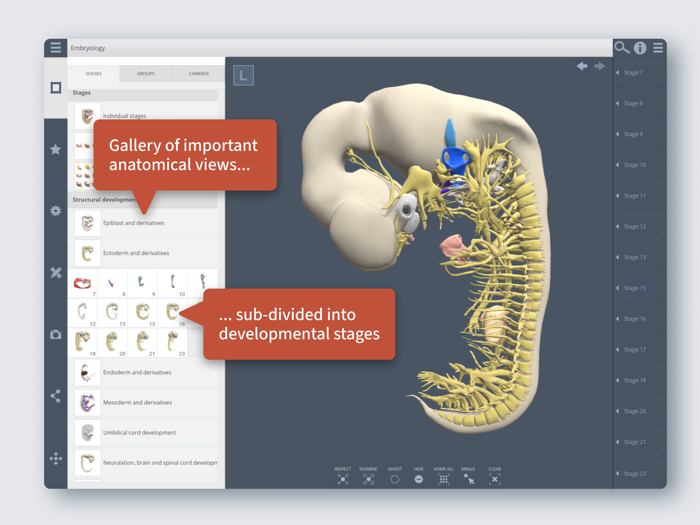 Primals 3D Embryology