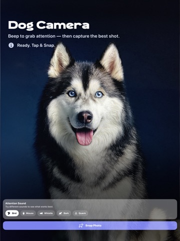 Doggy Chat - Talk to Your Dog iPad screenshot