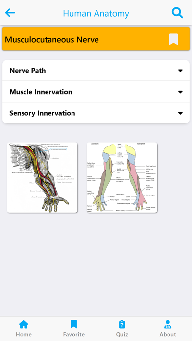 Learn Muscles Anatomy