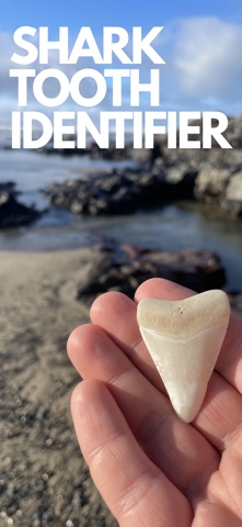 Shark Tooth Identifier: Scan screenshot