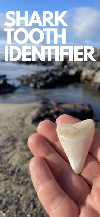 Shark Tooth Identifier: Scan Screenshot 1 of 4