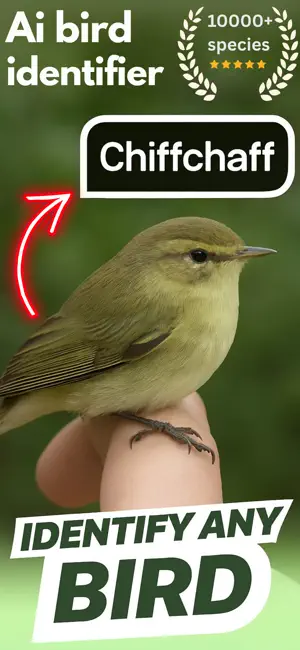 bird identifier ° screenshot 1