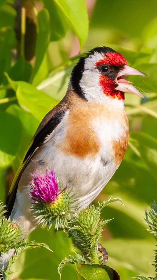 #8. ChirpOMatic Birdsong ID Europe (iOS) 来自: Spiny Software Ltd