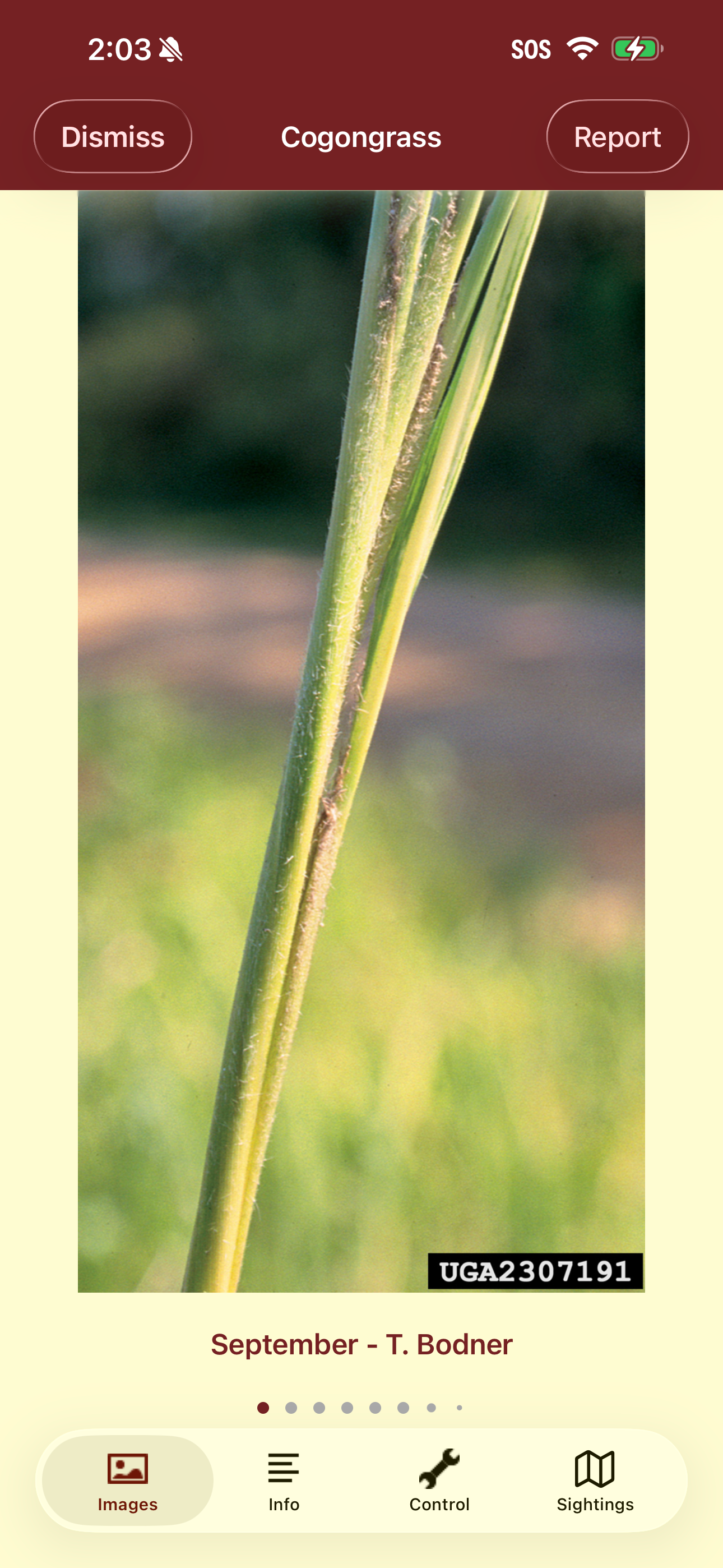 Invasives in Southern Forests