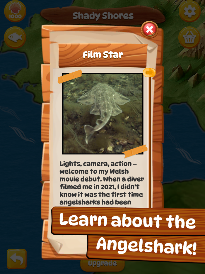 Angelshark Sea Survival