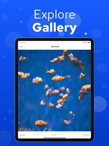Fish Identifier – Fishium iPad screenshot