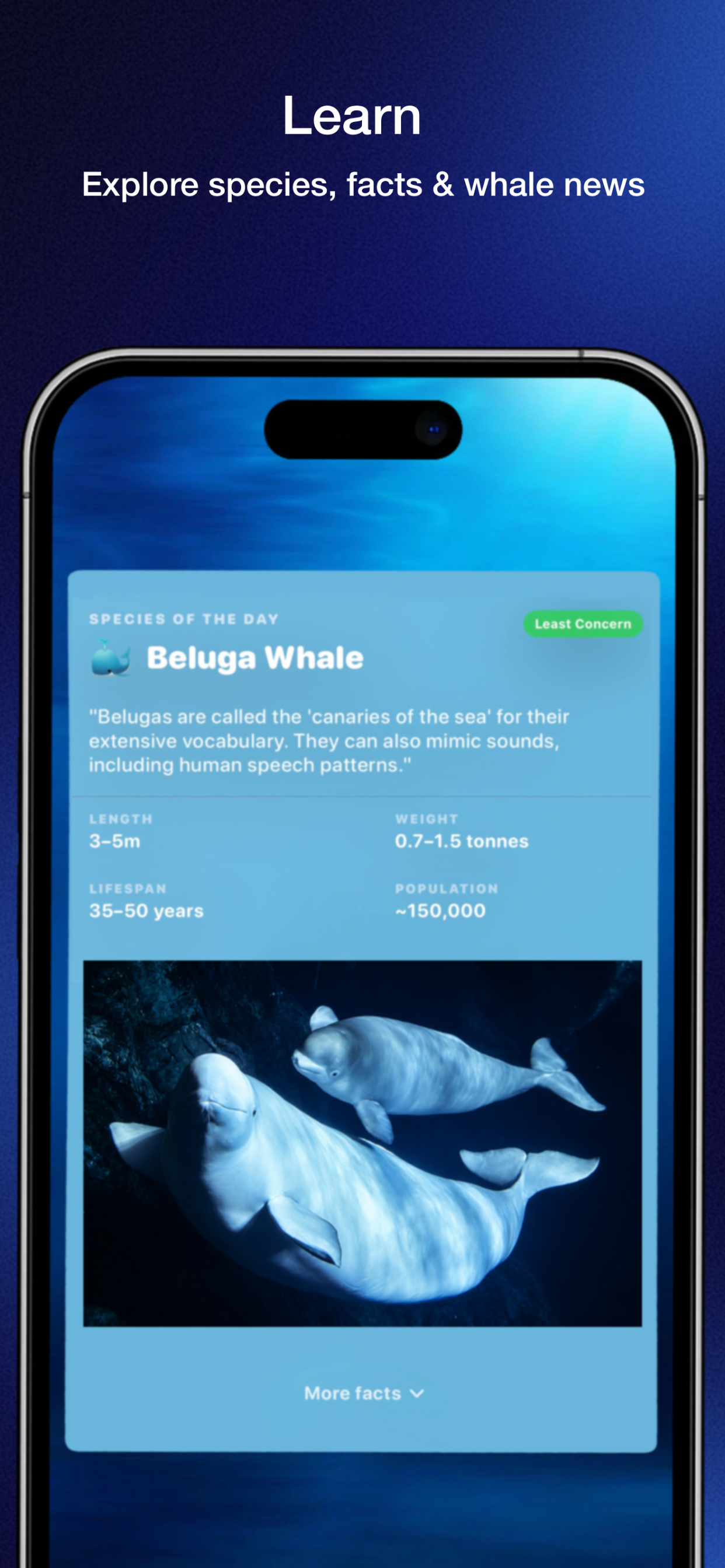 Whale Tracker - Sightings Map screenshot 5