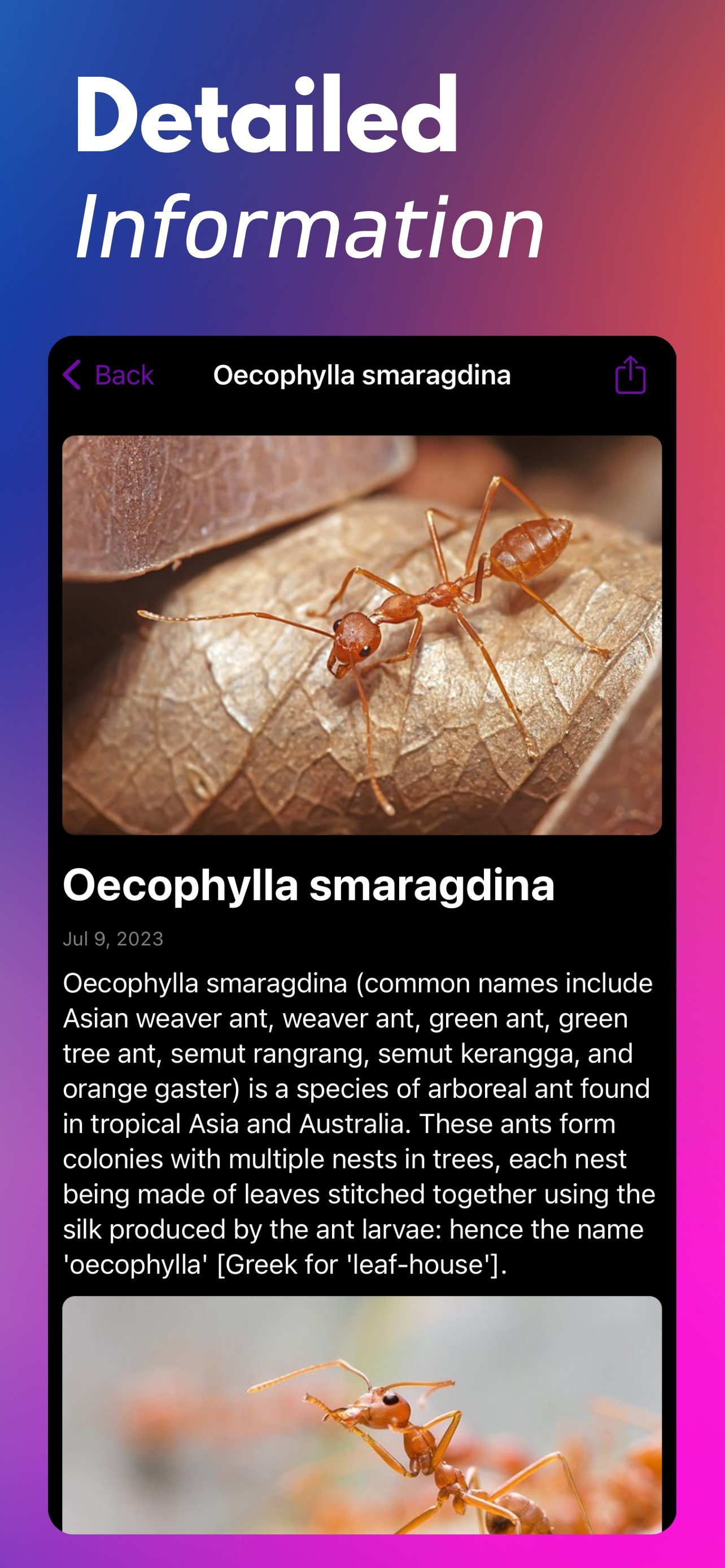 Bug Identifier+ screenshot 3