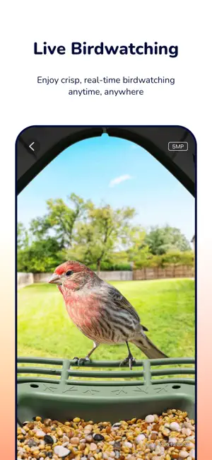 WoBirdy screenshot 3