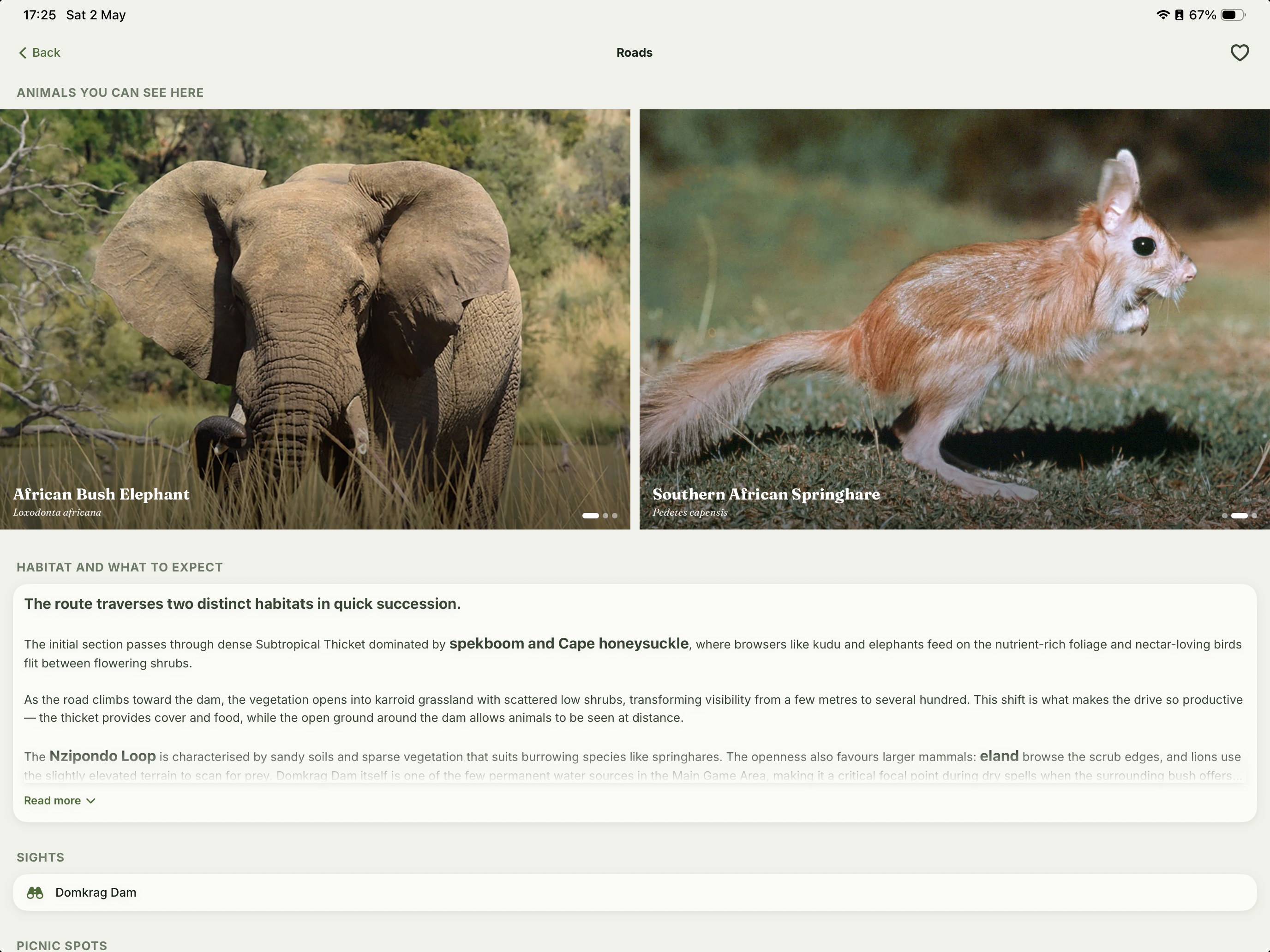 Addo Safari