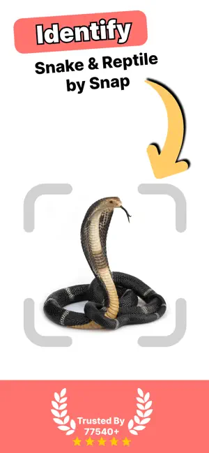 Snake Identifier: screenshot 1