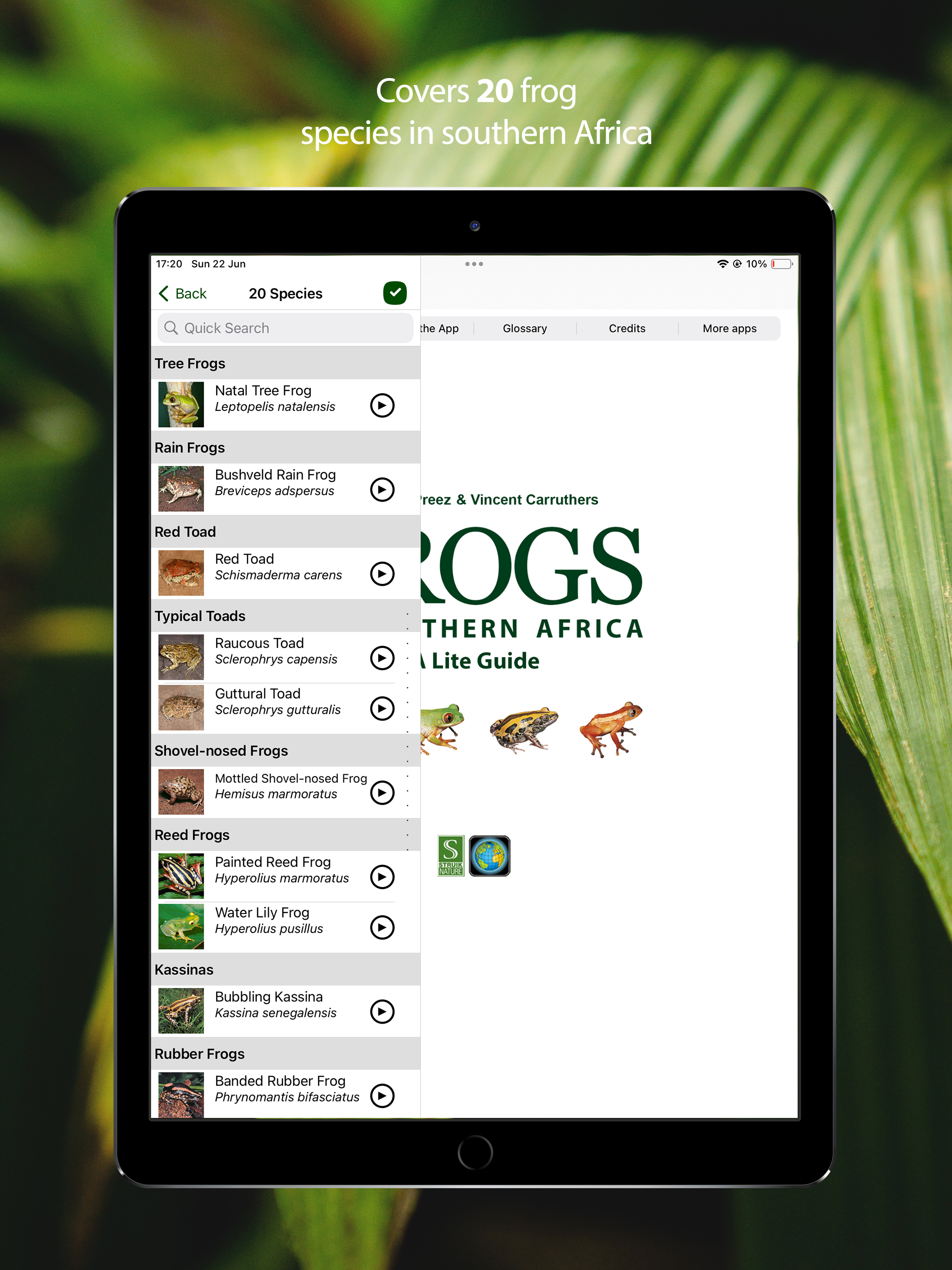 Frogs of Southern Africa LITE