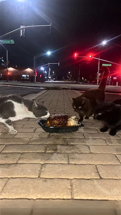 Stray Cat Feast screenshot-8