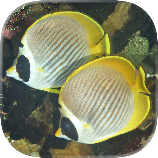Philippines Fish ID