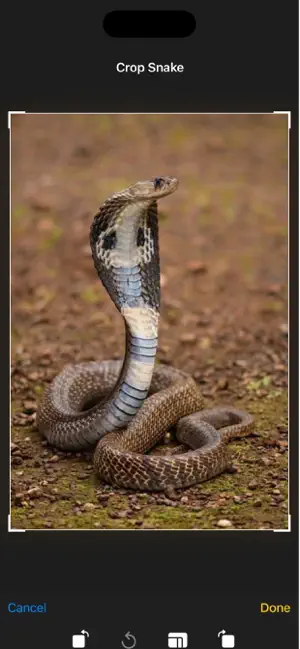 Smart Reptile Vision Scanner screenshot 2