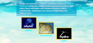 Invertebrate Animals iPhone screenshot