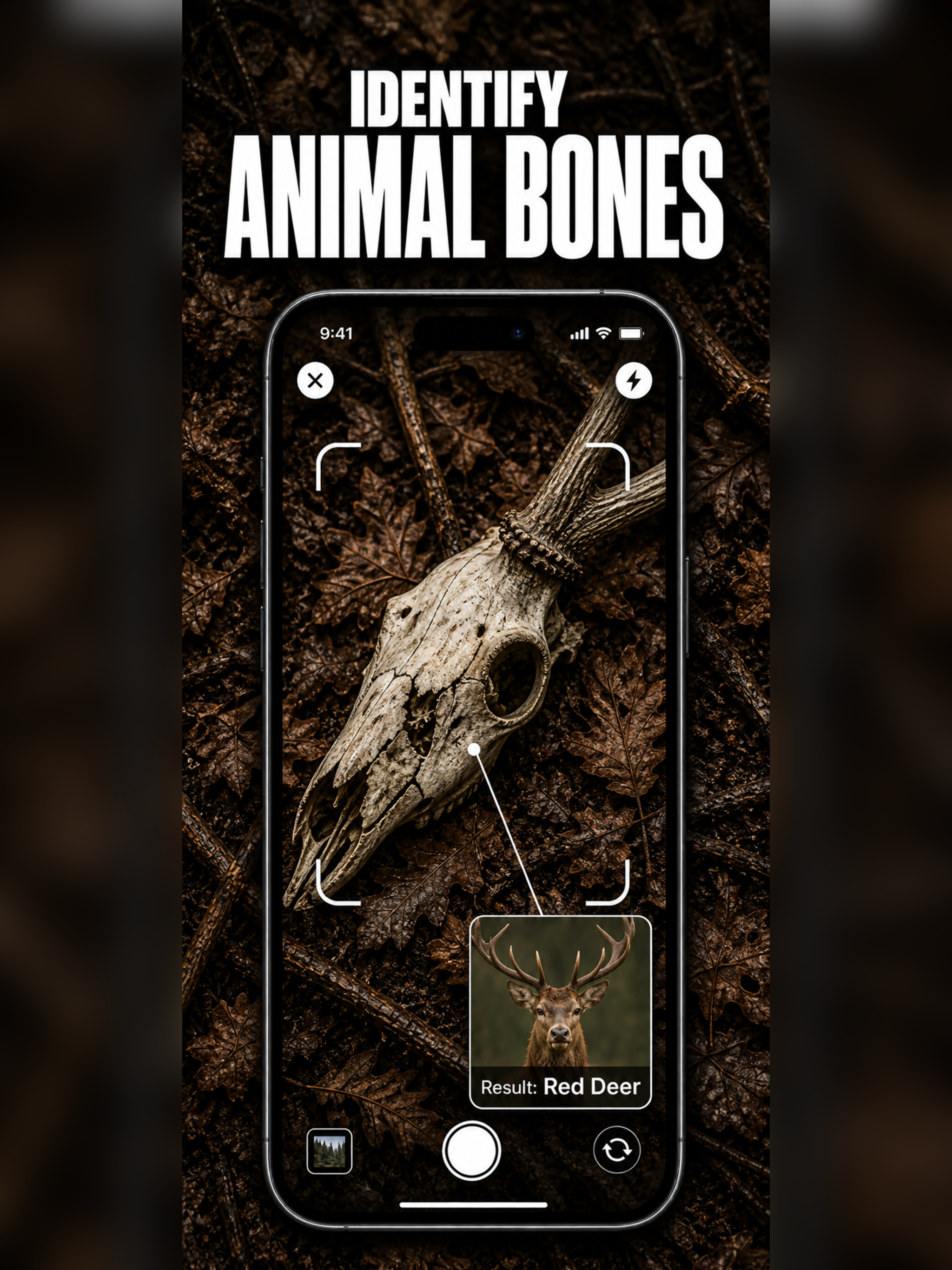 Animal Track Identifier