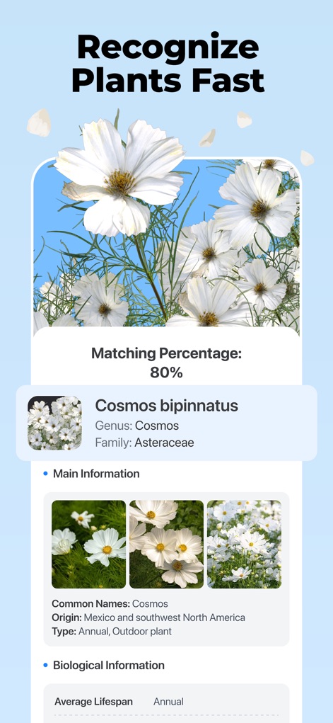 Lens AI: Scan & Identify All - Users can experience rapid plant recognition, with the display showcasing a precise matching percentage and providing main information about the species, alongside detailed visual examples.