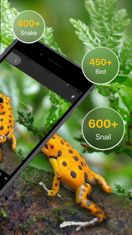 Frog Identifier Frog Sound ID