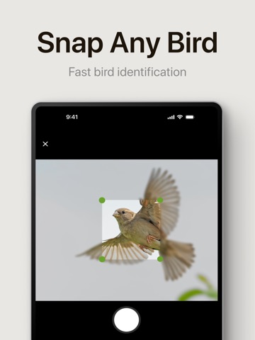 Ornitho - Bird Identifier iPad screenshot