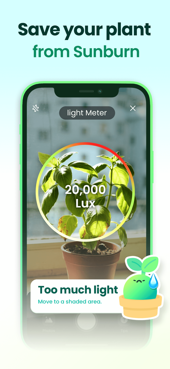 Plant Easy Plants  Garden