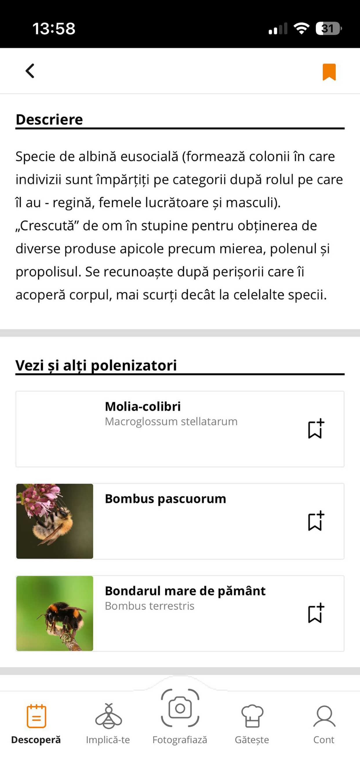 BEEnet