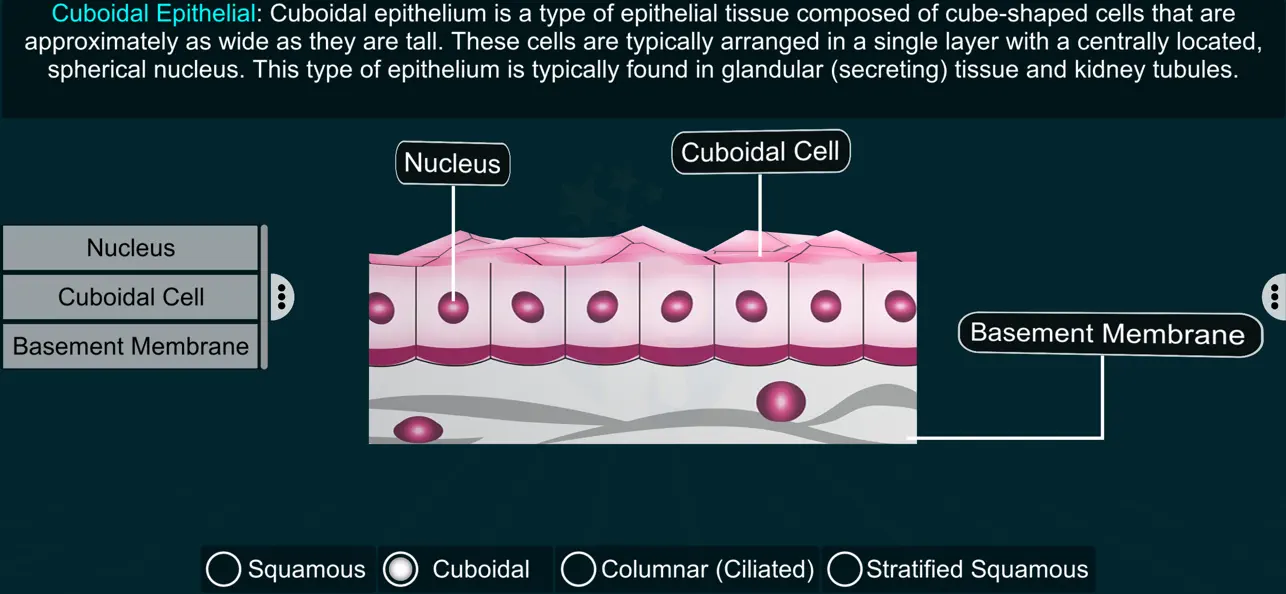 Screenshot #2 pour Epithelial Tissues-EduTech Era